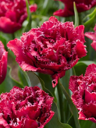 Луковица TUBERBULB Export B.V. тюльпана бахромчатого махрового Кранбери Тисл 3 шт. 