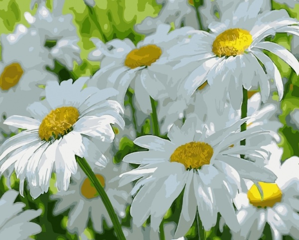 Картина за номерами Ромашкове поле bk_1181 40x50 см BookOpt 