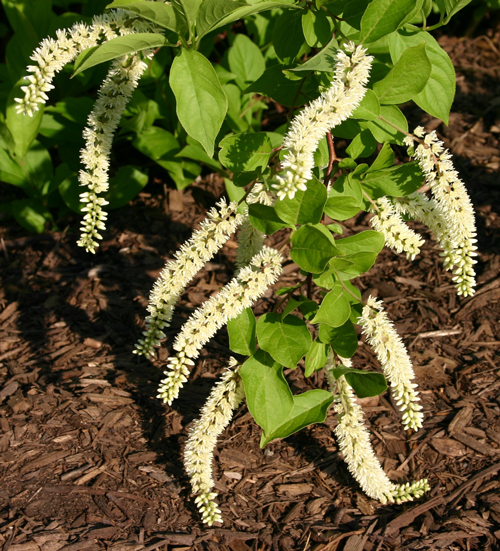 Растение Итея виргинская / Itea virginica С3/Н 30-40