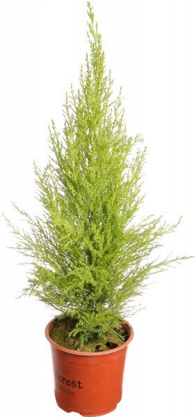 Растение комнатное Ципрессус Goldcrest Wilma 14/60