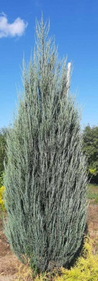 Растение можжевельник скальный Juniperus scopulorum Blue Arrow C3 H40-50