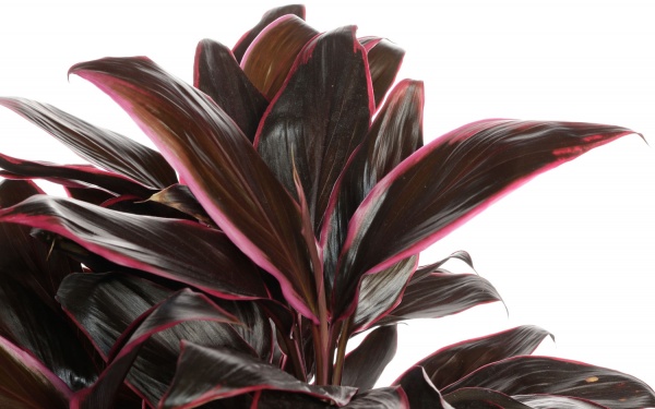 Растение комнатное Корделина 21/60 микс