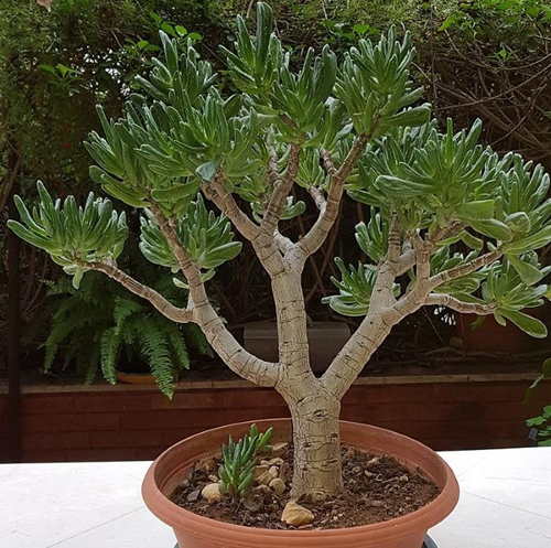 Растение Красула XXL 25/60