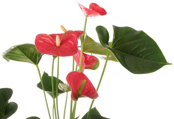 Рослина Антуріум червоний 17/65