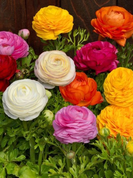 Корнеклубень лютика смесь 8 шт. 