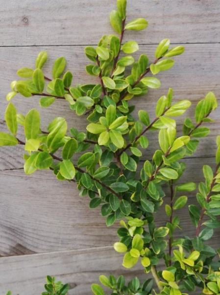 Рослина Падуб С3