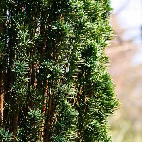 Растение Тис ягодный Фастигиата Робуста/Taxus b. 'Fastigiata Robusta'С3/Н20-30