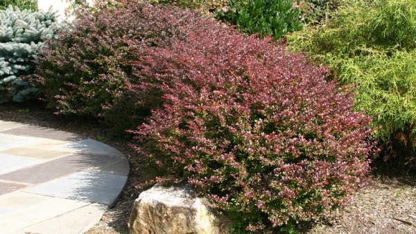 Растение Барбарис Тунберга Атропурпуреа / Berberis thunbergii Atropurpurea С4 / Н 30-40