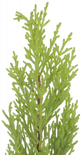 Рослина Ципрессус Goldcrest Wilma 10x35 см