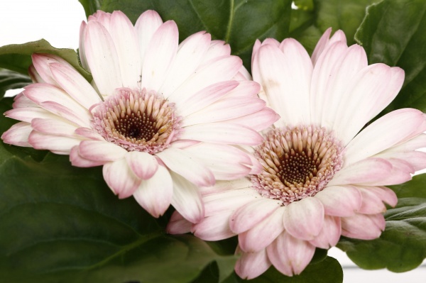 Рослина кімнатна Гербера міні d9/h15