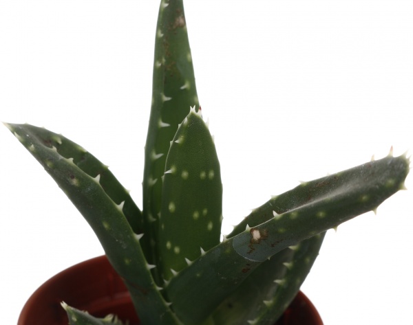 Рослина кімнатна Хавортія мікс 6х10 см