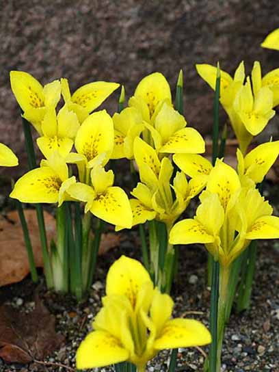 Луковица ириса Денфорда 4 шт. 