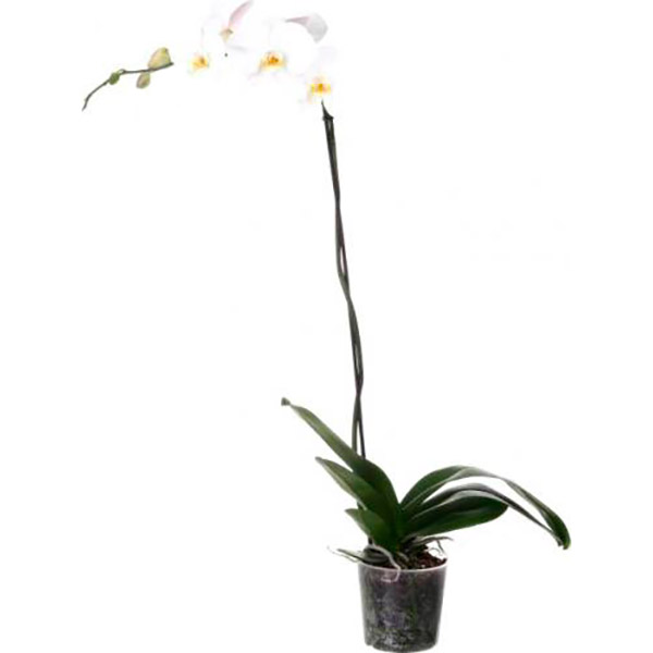 Рослина Фаленопсіс 1 стовбур d12 h50