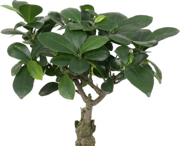 Растение Бонсай-фикус microcarpa Ginseng 17х45 см