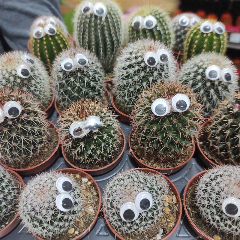 Растение Кактус 5х8 микс с глазами