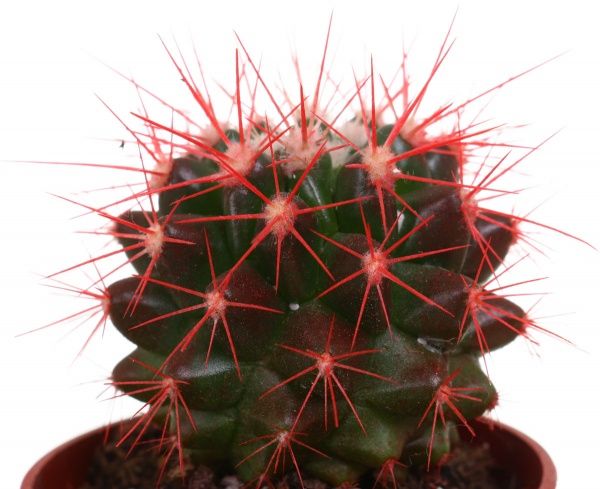Рослина кімнатна Ехіногрузон червоний 5.5х10 см