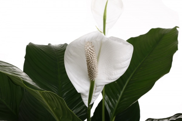 Растение комнатное Спатифиллум 24/120