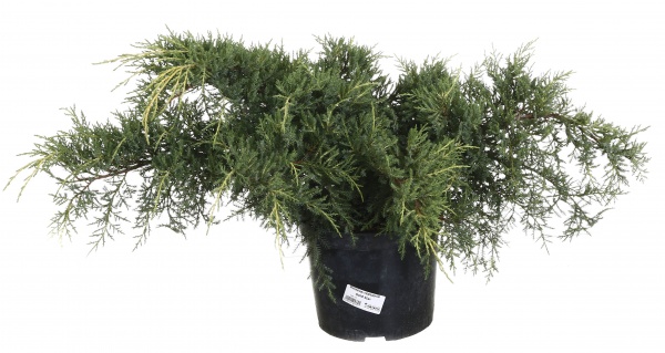 Растение Можжевельник средний Gold Star (V21-S22 30+ C5)