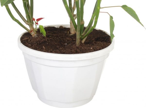 Рослина Пуансетія 25/60 см