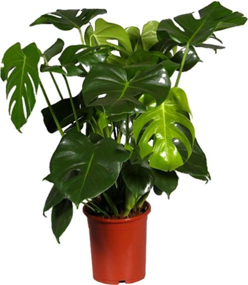 Рослина кімнатна Монстера 17/70 Monstera Deliciosa