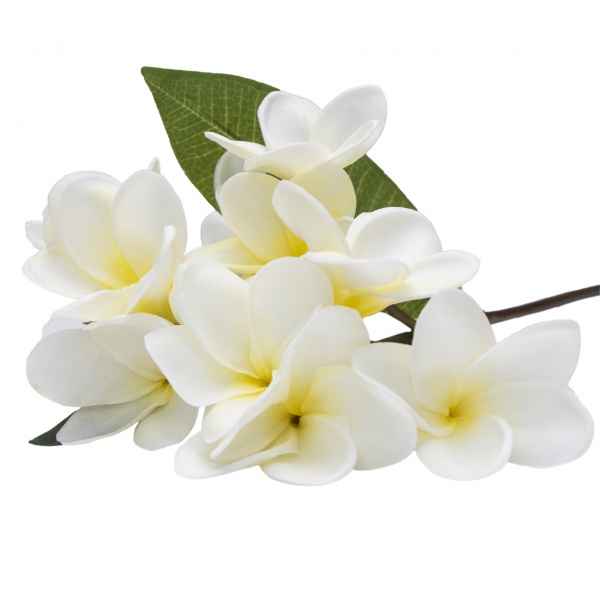 Гілочка декоративна Акація 43 см (біла) 631352