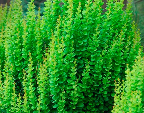 Рослина Барбарис вічнозелений С7.5