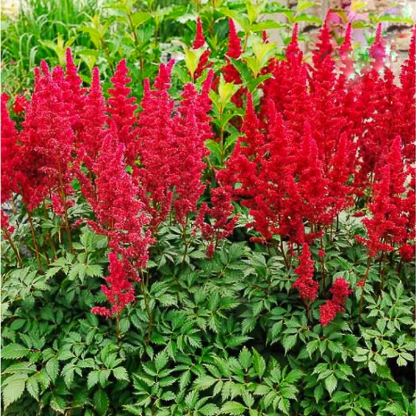 Растение Астильба Fanal С3