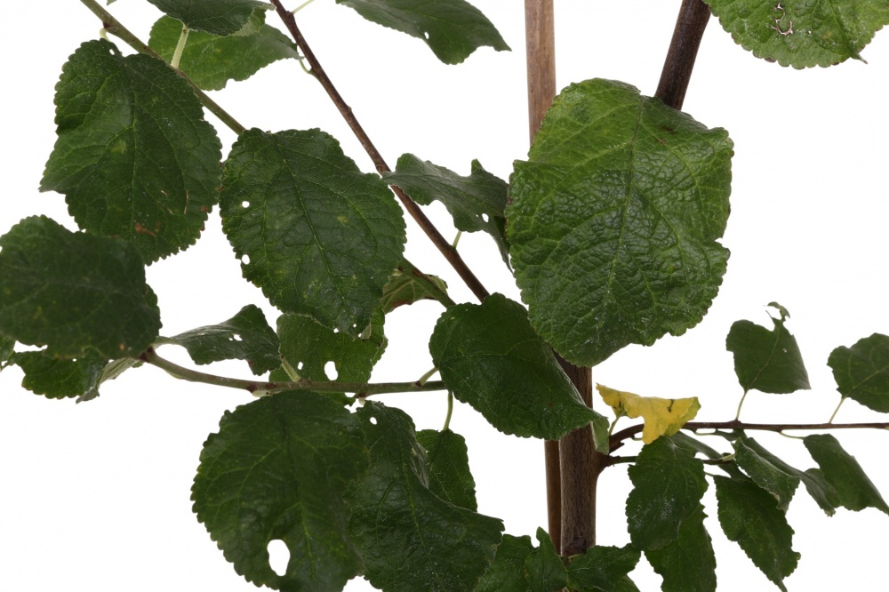 Саженец сливы 1р (C7)