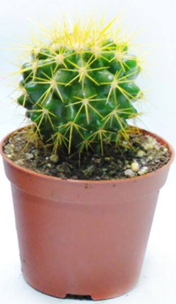 Кактус разноцветный 10/15