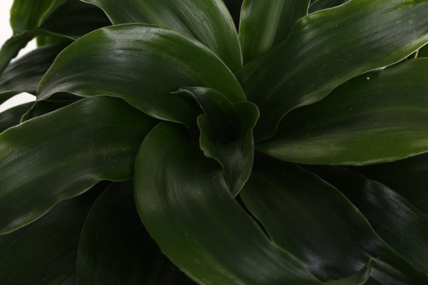 Рослина кімнатна Драцена Компакта 12/25