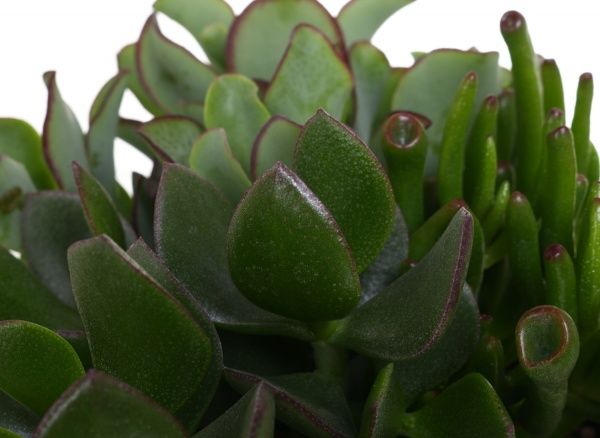 Растение Суккуленты в металлическом зеркале 23х30 см