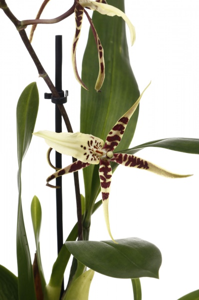 Рослина кімнатна Камбрія мікс 12х45 см 1 стовбур