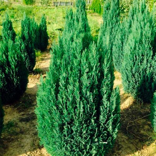 Растение Кипарисовик Ellwoodii C3