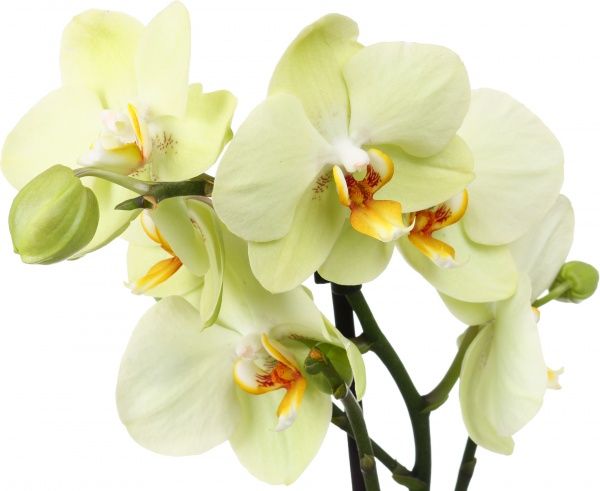 Растение комнатное Фаленопсис 12x70 см 1 ветка