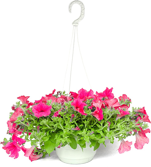 Рослина Сурфінія d9