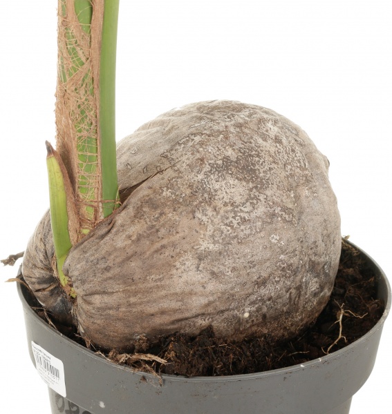 Растение комнатное Кокосовая пальма 19/120