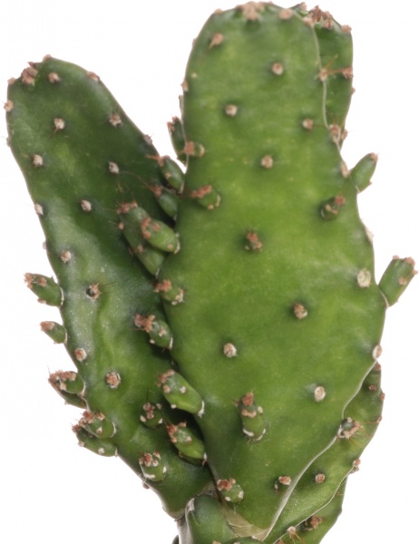 Рослина Опунтія мікс 10/20-30