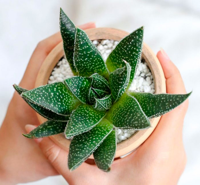 Растение Гастерия d9/h15 Tiga