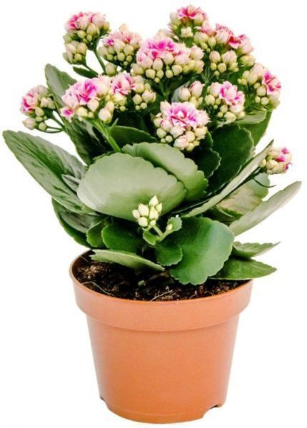 Рослина Каланхоє Rosalina мікс 7/15