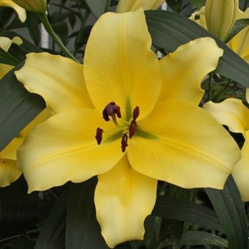 Луковица Яскрава Лилия OT гибрид Faconnable 1 шт. 