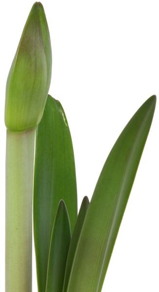 Растение Амариллис 1pp микс 13/25