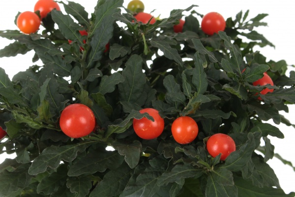 Растение Соланум 12xh30 см