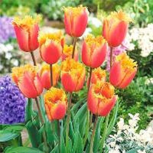 Луковица Тюльпан Бахромчатый Ламбада 5 шт. 