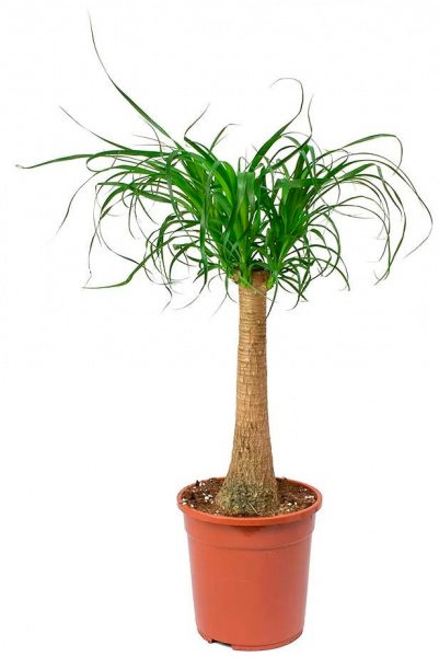 Растение Бокарнея (нолина) 9х30 см