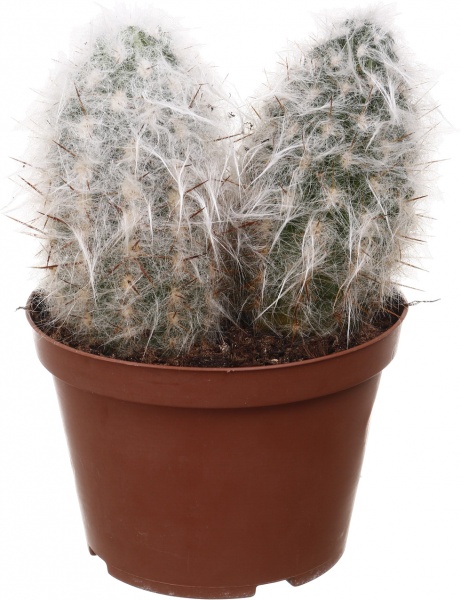 Растение комнатное Кактус микс 14х30 см