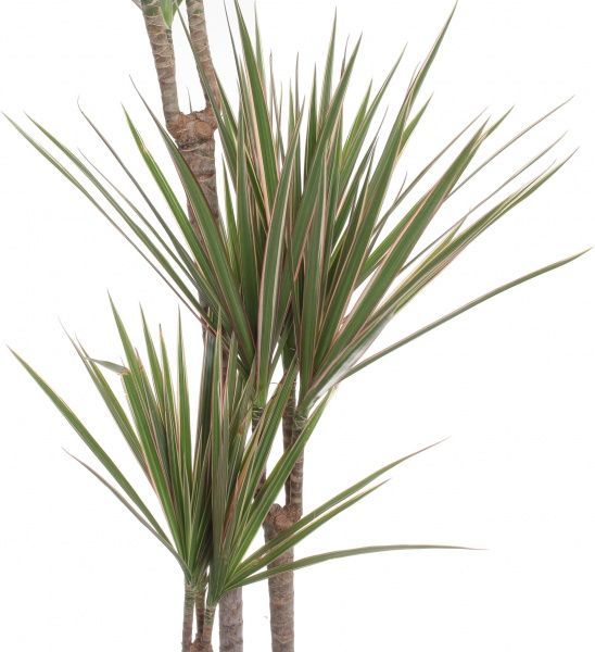 Растение Драцена микс 3рр 19/90