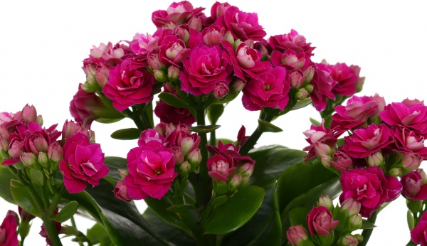 Растение декоративное Каланхое Розалин микс (12/25)