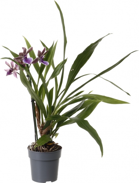 Рослина кімнатна Камбрія мікс 12х45 см 1 стовбур