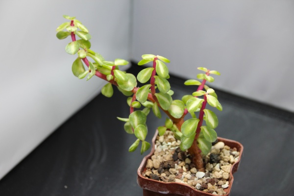 Растение комнатное Портулакария Афра Медиопикта d14h/25