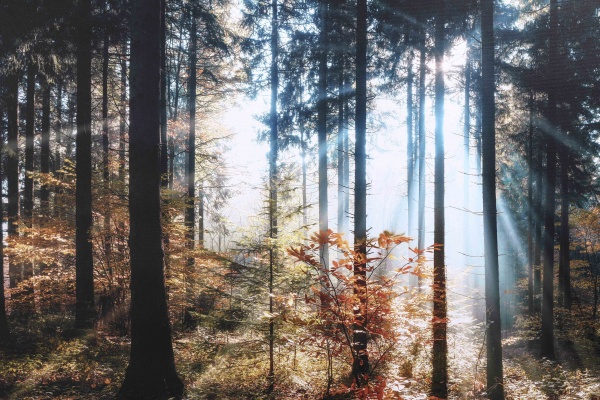 Картина Осенний лес 85x113 см Styler CA-13982 